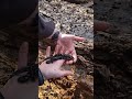 Magnificent Spotted Salamander #shorts #nature #animals