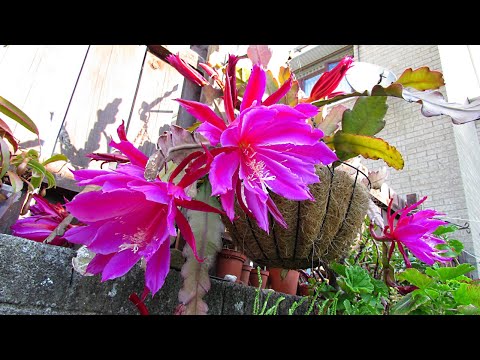 Epiphyllum 'Pegasus' From Buds To Blooms