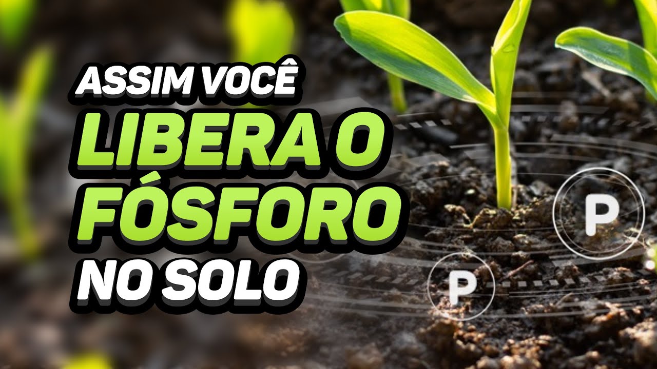 É POSSÍVEL LIBERAR O FÓSFORO RETIDO NO SOLO? VEJA ESSA ESTRATÉGIA