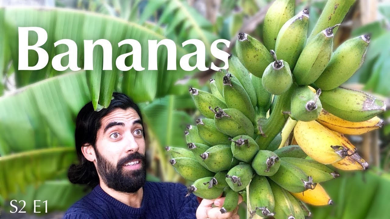 As nossas primeiras Bananas no centro de Portugal Possíveis Soluções