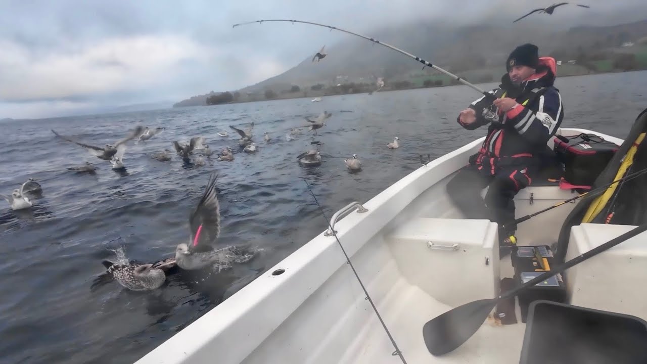 Рыбалка после шторма Эми! БЕШЕНЫЕ ЧАЙКИ! Ловля с лодки в Норвегии в октябре 2025 