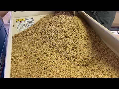 【農業部】「籾摺りの様子を紹介します！」Vlog♯361