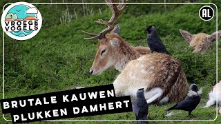 Brutale kauwen plukken vacht van damhert | Zelf Geschoten | Vroege Vogels