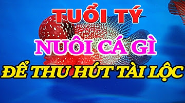 Người Tuổi Tý nên nuôi cá cảnh gì để thu hút tài lộc sức khỏe cho gia chủ |  Nuôi cá cảnh phong thủy