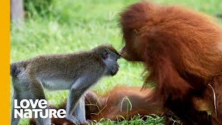 Baby Orangutan Kisses Macaque Friend | Love Nature