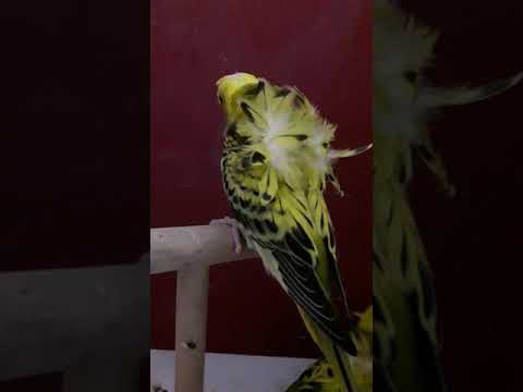 Green Hagoromo Budgies - YouTube