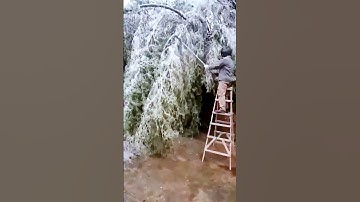 The process of chopping bamboo = good tools can increase efficiency
