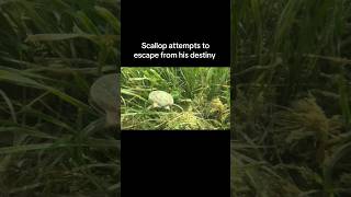 Scalloping is an Easter egg hunt for adults #swimming #scallop #gulf #hunting #fishing #sun #seafood