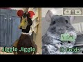 My Money Don&#39;t Jiggle Jiggle Compilation TikTok