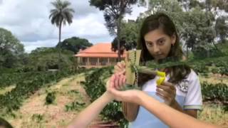 Comércio Triangular