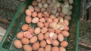 О поставщиках инкубационного яйца, о качестве, ценах и остальном