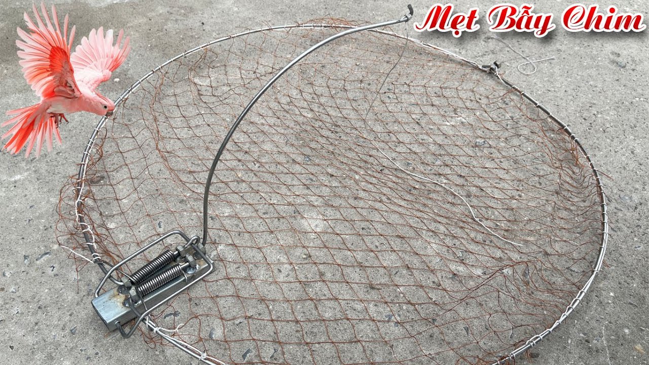 Lồng Bẫy Chim Thái Lan - Mẹt Tròn Bắt Sẻ Chòe Lửa, Ngũ Sắc, Yến Chìa Vôi Rẻ Quạt Chích 0987782098