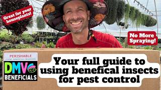 Your FULL guide to releasing beneficials insects to control pests on your plants.