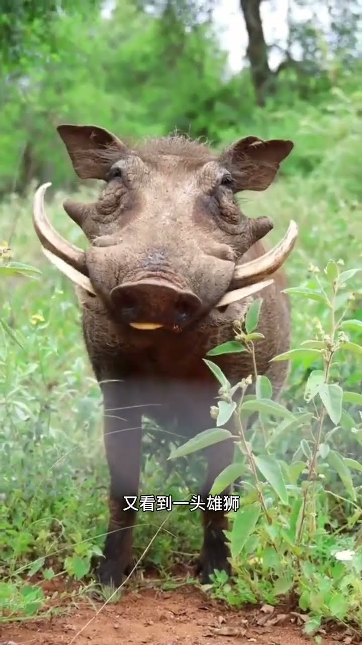 This warthog is absolutely incredible #WildlifeUpClose - YouTube