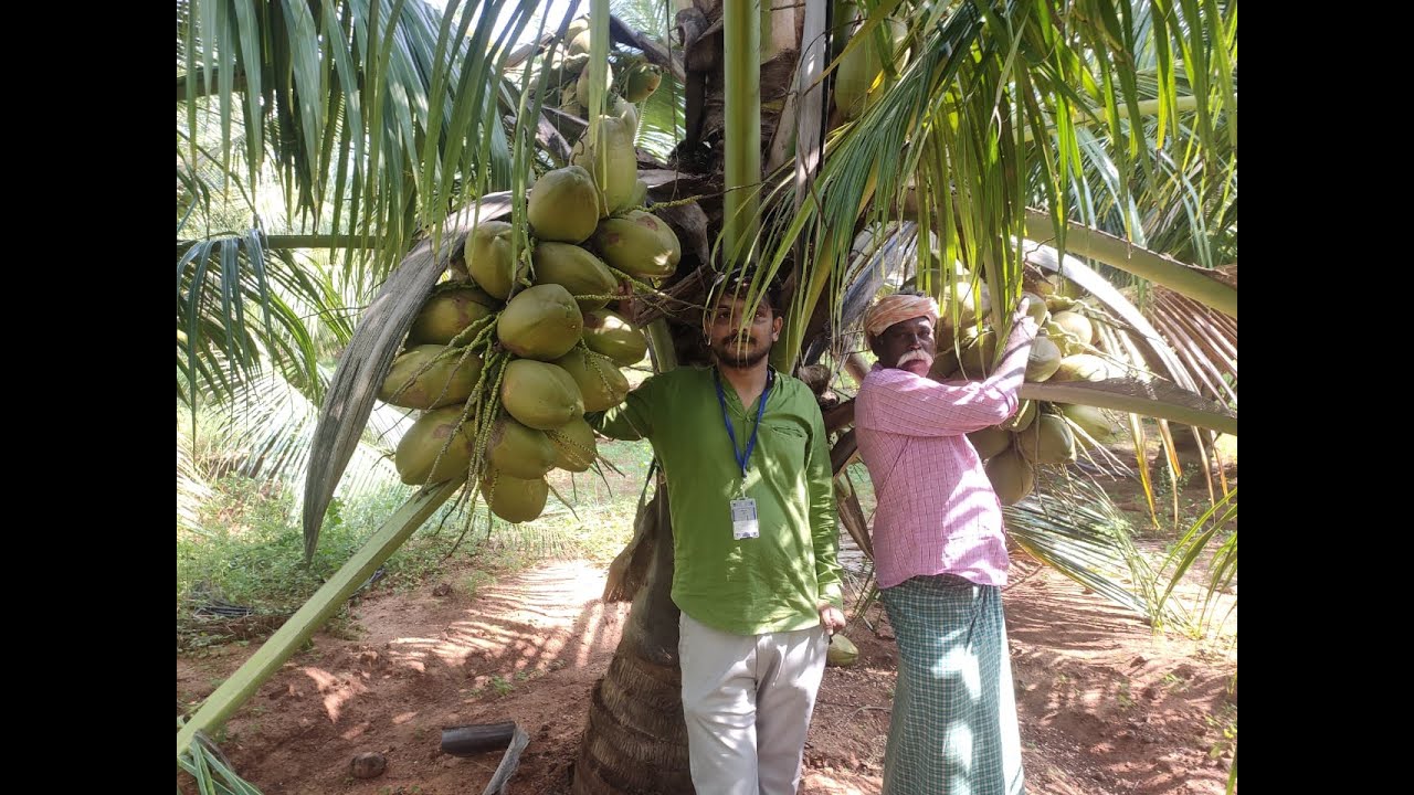 Deejay hybrid coconut Nursery Hybrid Coconut six Month Plants YouTube