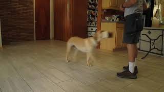 Foster dog Ryder retrieves on flat