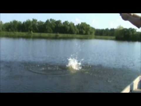 top movies on netflix Big Bass Jumping Out of the Water. Bass Fishing Highlights.
