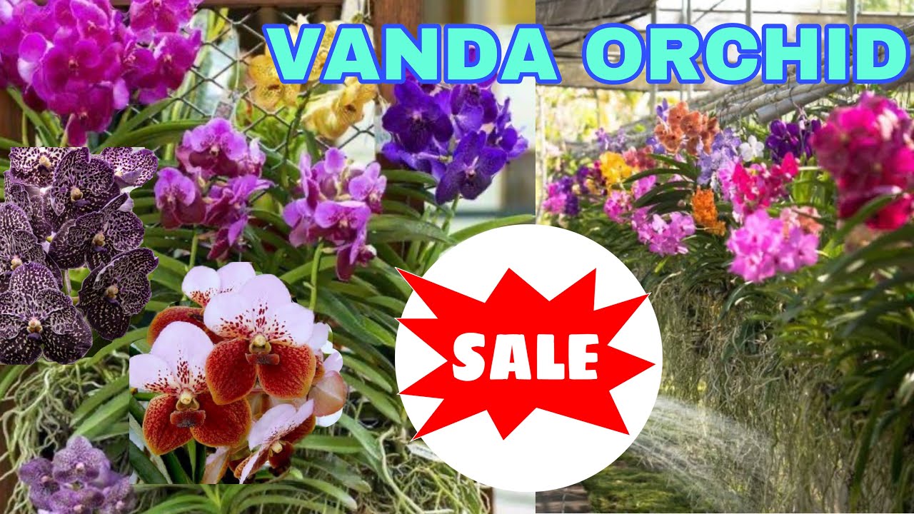 Vanda orchid for sale / Basket Vanda വാൻഡ ഓർക്കിഡ് വിൽപനയ്ക്ക് YouTube