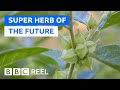 Is ashwagandha the new super herb