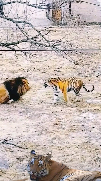 when a lion and a tiger meet!!!