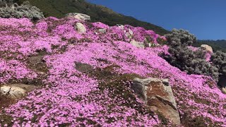California Super Bloom on Coastal Highway