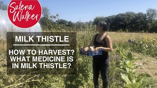 Milk Thistle - How to Harvest? What Medicine is in Milk Thistle? screenshot 3