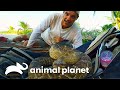 Frank se enfrenta a una serpiente cascabel | Wild Frank en México | Animal Planet