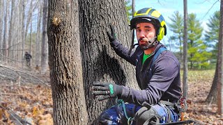 DON'T CUT A TREE UNTIL YOU DO THIS! by Top Branch 13,059 views 1 year ago 4 minutes, 50 seconds