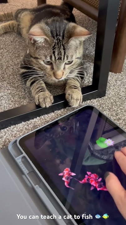 teaching-banana-to-fish-on-the-friskies-ipad-app-friskies-fishing