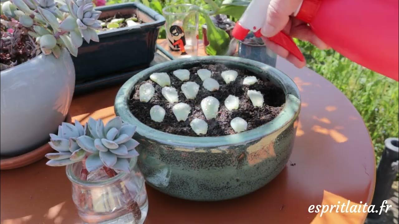 Comment Planter Des Succulentes En Pleine Terre Le bouturage des succulentes et des plantes grasses - YouTube