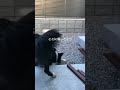 隠したおやつが見つかった時の愛犬の反応が必死で可愛い