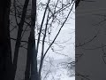 CT BLIZZARD VIDEO FROM MY MOM!