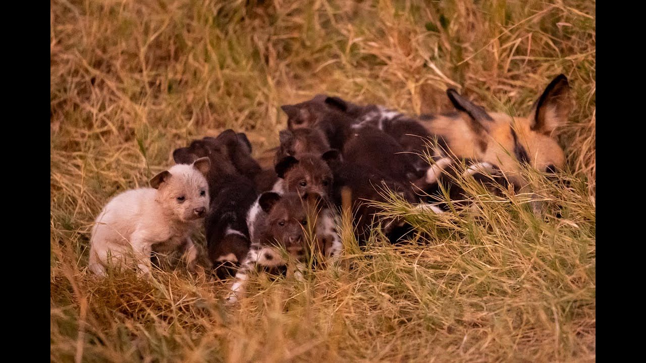 Extremely rare white African wild dog puppy born in Botswana