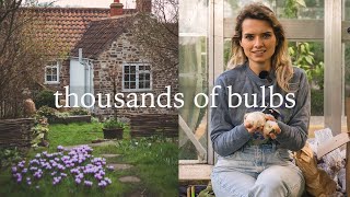 Adding 1000s of Bulbs to my Cottage Garden - Bulb Unboxing & Spring Flower Plans