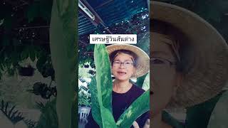 ต้นเศรษฐีวินสันไม้มงคลโชคลาภ|นานาพันธุ์ไม้นิตยา