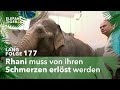 Tiefe wunden langfolge 177  elefant tiger  co  ard