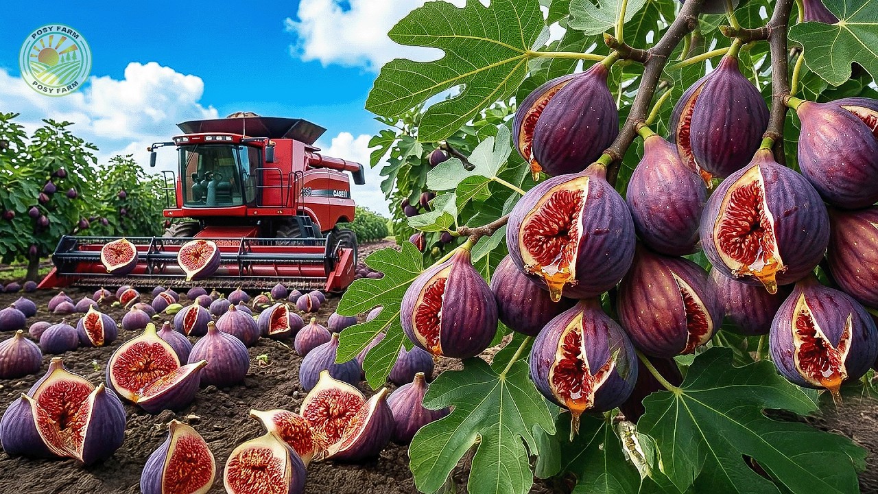 How Turkish Farmers Harvest and Process Millions of Figs | Inside Turkish Fig Farming
