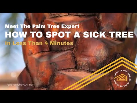 Video: Bagaimana cara mengidentifikasi pohon palem di Florida?