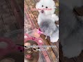 Bebedero Portátil 🐕 🐩 #reelsviral #videoviral #viralvideo