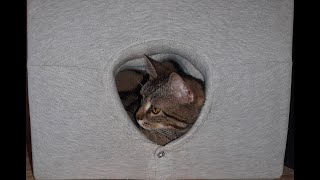 картинка: Как сделать домик для кошки за 5 минут | How to make a cat house in 5 minutes