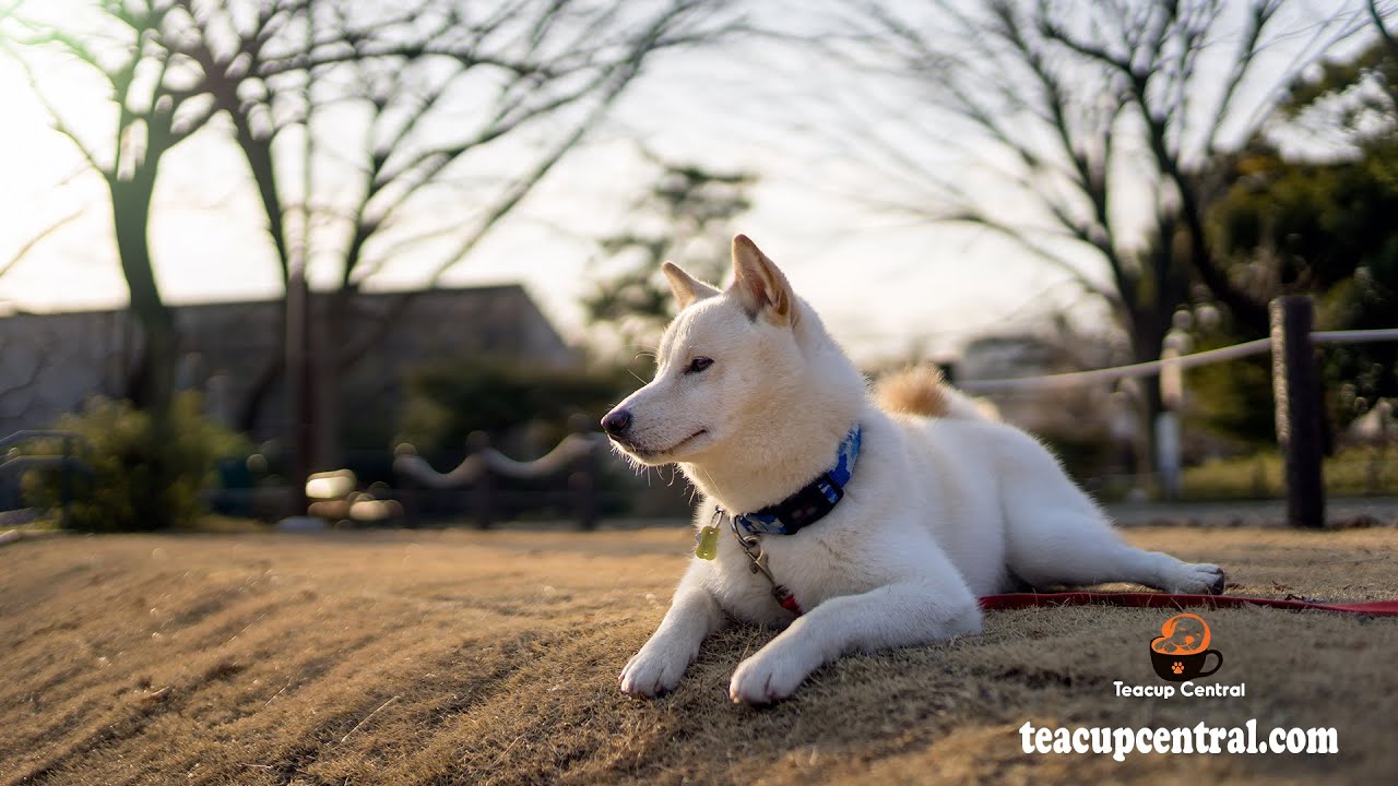Teacup Husky Mix Compilation Teacup Puppies YouTube