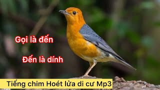 File tiếng chim Hoét lửa chuẩn nhất 2025 , bản đặc biệt mới nhất