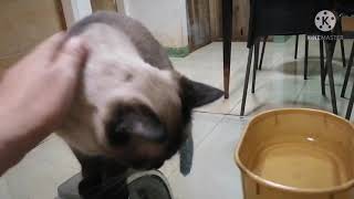 My Siamese (Thai Cat) Avatar Talking Part 2