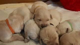 Cute Puppy on the way for a perfect place to have a nap by Sent from Heaven 10,386 views 1 year ago 38 seconds