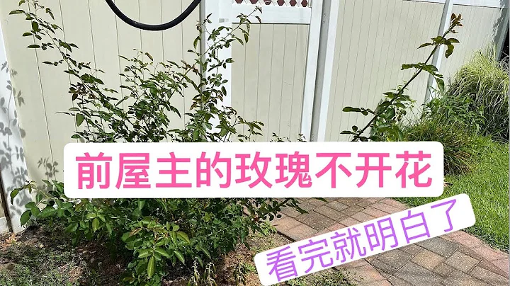 为什么前屋主种的玫瑰不开花 原来是休伊博士惹的祸！(园艺篇279） - 天天要闻