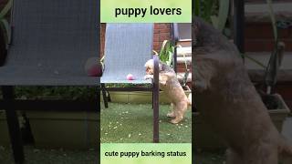 क्यूट बेबी डॉग पप्पी#cute puppy barking #44viral#shorts