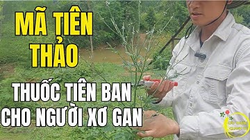 Cỏ Roi Ngựa Chữa Xơ Gan Cổ Trướng – Bài Thuốc Nam Cứu Sống Nhiều Người!
