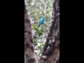 Bird in a Jabuticaba tree in Brasil