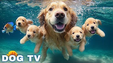 12 Hours of Dog TV for Dogs to Watch 💛 Anti Separation Anxiety Relief Music 🎹 Dog calming music