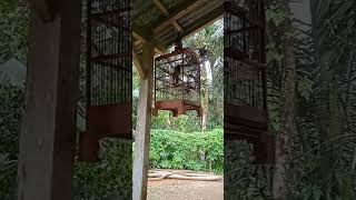 Takur tulungtumpuk